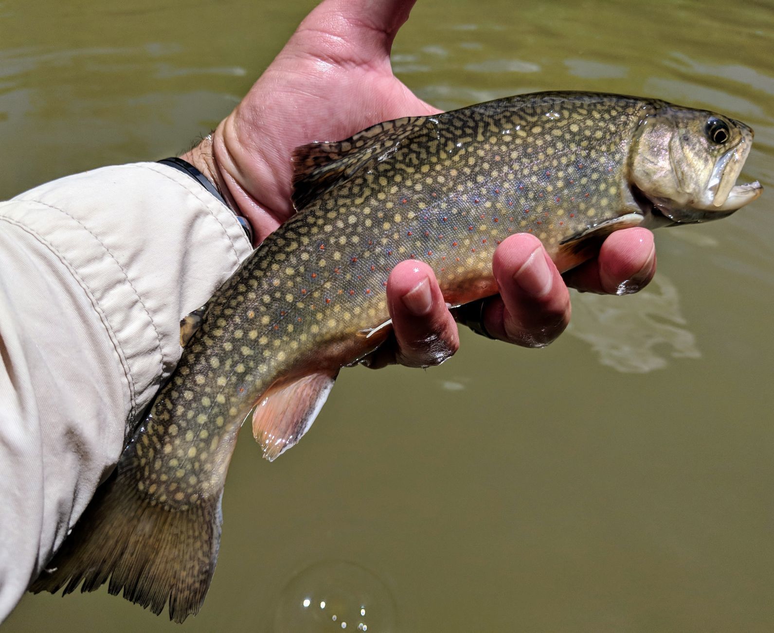 Quad-City Times Best Fish Photo Contest